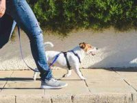 狗狗一天要遛弯几次?每次遛狗应持续多长时间?