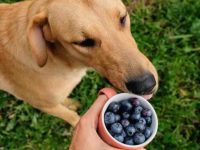 狗狗可以吃蓝莓吗?有什么好处和坏处?
