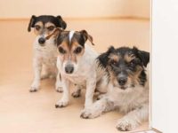 我家狗狗连上厕所都要跟着,原来是因为这十种原因!