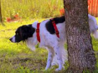 狗狗尿路感染有什么症状?6种治疗狗狗尿路感染的家庭疗法!