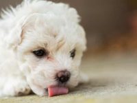 为什么狗狗不断舔地板和地毯?背后的8个原因,你还不知道吧!