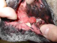 狗狗会有牙龈疾病吗?牙龈疾病症状有哪些?