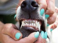 狗狗可以戴牙齿矫正器吗?狗为什么要戴牙套?