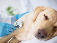 狗狗患癌症的症状有哪些?哪些方法可以治疗狗癌症?