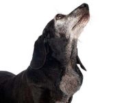 狗狗为什么会得患淋巴瘤?犬淋巴瘤癌症类型有哪些?