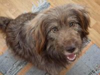 狗狗为什么时刻都要跟着主人,要停止这种行为吗?