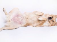 狗狗身上有多少个乳头?公狗有没有?