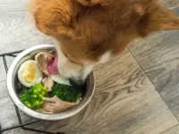 哪一种狗粮好吃又健康?最健康的狗粮是什么?