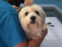 狗狗做绝育手术有哪些好处?狗狗绝育手术的5个步骤!