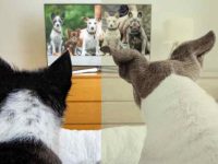 狗狗能看见颜色吗?狗是色盲吗?