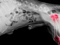 狗狗骨癌有哪些类型?狗狗骨癌的早期信号!