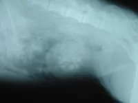 狗狗膀胱结石是怎么引起的?狗狗得膀胱结石的原因