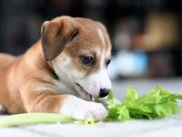 狗狗可以吃芹菜吗?有什么好处与风险?