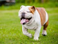 狗狗结膜炎是怎么引起的?狗眼过敏的症状是什么?