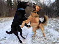 如何处理狗狗对其他狗狗的攻击性行为?学会这几招,轻松应对!