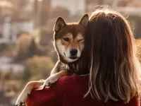 如何安抚压力大的狗狗?缓解狗狗压力的6个小贴士!