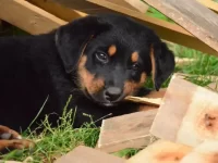 为什么我的狗啃木头吃?小狗喜欢啃木头的4个原因