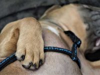 狗狗打鼾是正常的吗?狗狗打鼾的原因有哪些?