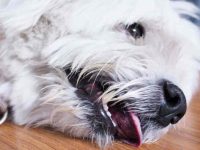 狗狗癫痫的发病原因是什么?狗狗的癫痫类型有哪些?