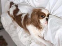 狗狗的睡觉姿势代表什么意思?7种常见的狗狗睡姿及其含义