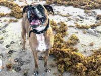 狗狗可以吃海藻吗?海藻有什么好处和坏处?