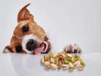 狗狗可以吃开心果吗?小狗吃开心果会造成食物中毒吗?