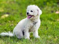 比熊犬掉毛多少算正常?