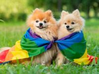 狗狗中也会存在同性恋吗?