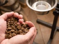 英国斗牛犬幼犬应该吃多少食物?需要哪些营养?