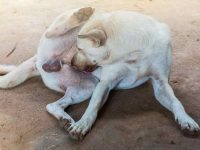 为什么狗狗会舔自己的屁股?有可能存在这些健康问题!