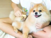 博美犬脱毛很多吗?博美犬那个季节掉毛最历害?