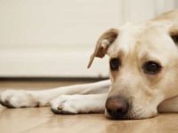 狗狗为什么总喜欢舔自己的爪子?可能是这7种健康问题的前奏!