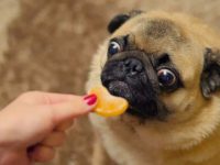 狗狗可以吃橙子吗?橙子对狗有哪些好处?