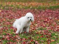 狗狗在排便时盯着我看怎么回事?这6点是真正原因!