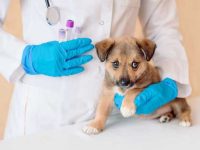 狗狗感染蠕虫的症状有哪些?狗狗驱虫全攻略!