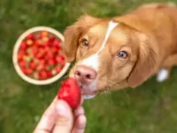 狗狗可以吃草莓吗?草莓对狗狗有哪些好处?