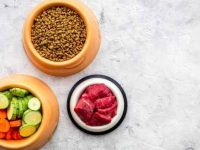 狗狗可以吃西葫芦吗?西葫芦的营养价值有哪些?