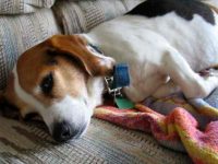 狗狗肠胃不舒服时有哪些常见症状?治疗胃部不适的7种食疗方法!