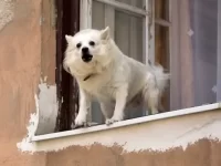 狗狗为什么会无缘无故吠叫?这五个原因告诉你答案!