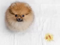 狗狗的尿里有血是怎么回事?导致狗狗尿血的11种原因