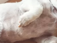 狗狗有肚脐吗?狗狗的肚脐在哪里?