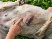 狗狗会得乳腺癌吗?狗狗乳腺癌的症状有哪些?