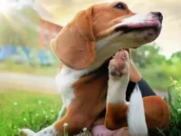 狗狗皮肤瘙痒的原因有哪些?8种治疗狗狗皮肤瘙痒的家庭疗法!