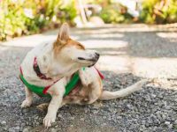 狗狗葡萄球菌感染有什么症状?葡萄球菌感染会传染吗?