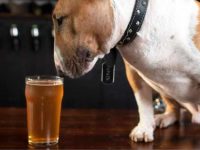 除了水,狗狗还应该喝点什么吗?