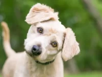 狗狗为什么会歪着头?狗狗头歪向一边的5个原因