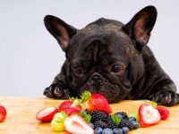 狗狗可以吃什么水果?8种水果对狗狗的好处!