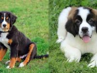 伯恩山犬和圣伯纳犬哪个体型大?两者之间有什么区别?