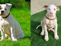 美国斗牛犬与美国比特犬哪个厉害些