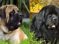 英国獒犬与纽芬兰犬外貌特征有什么区别